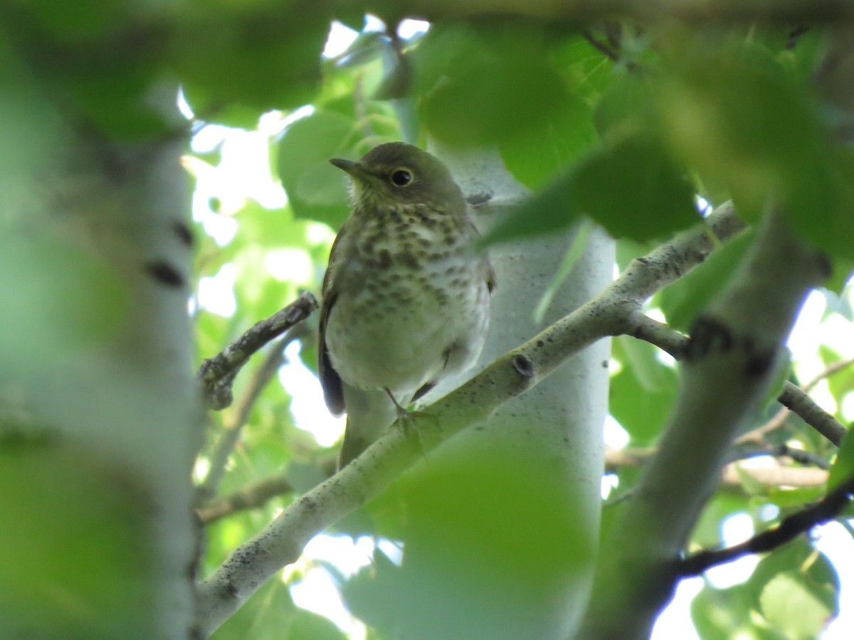 Swainson's Thrush - ML112798011