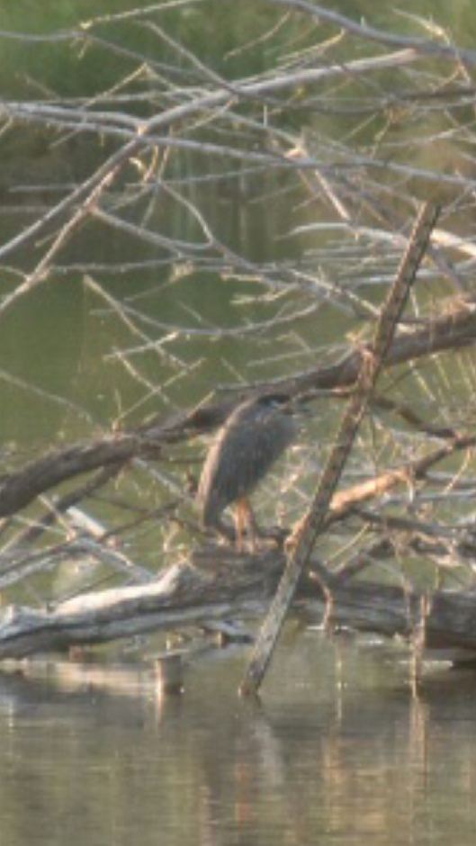 Yellow-crowned Night Heron - ML112798471