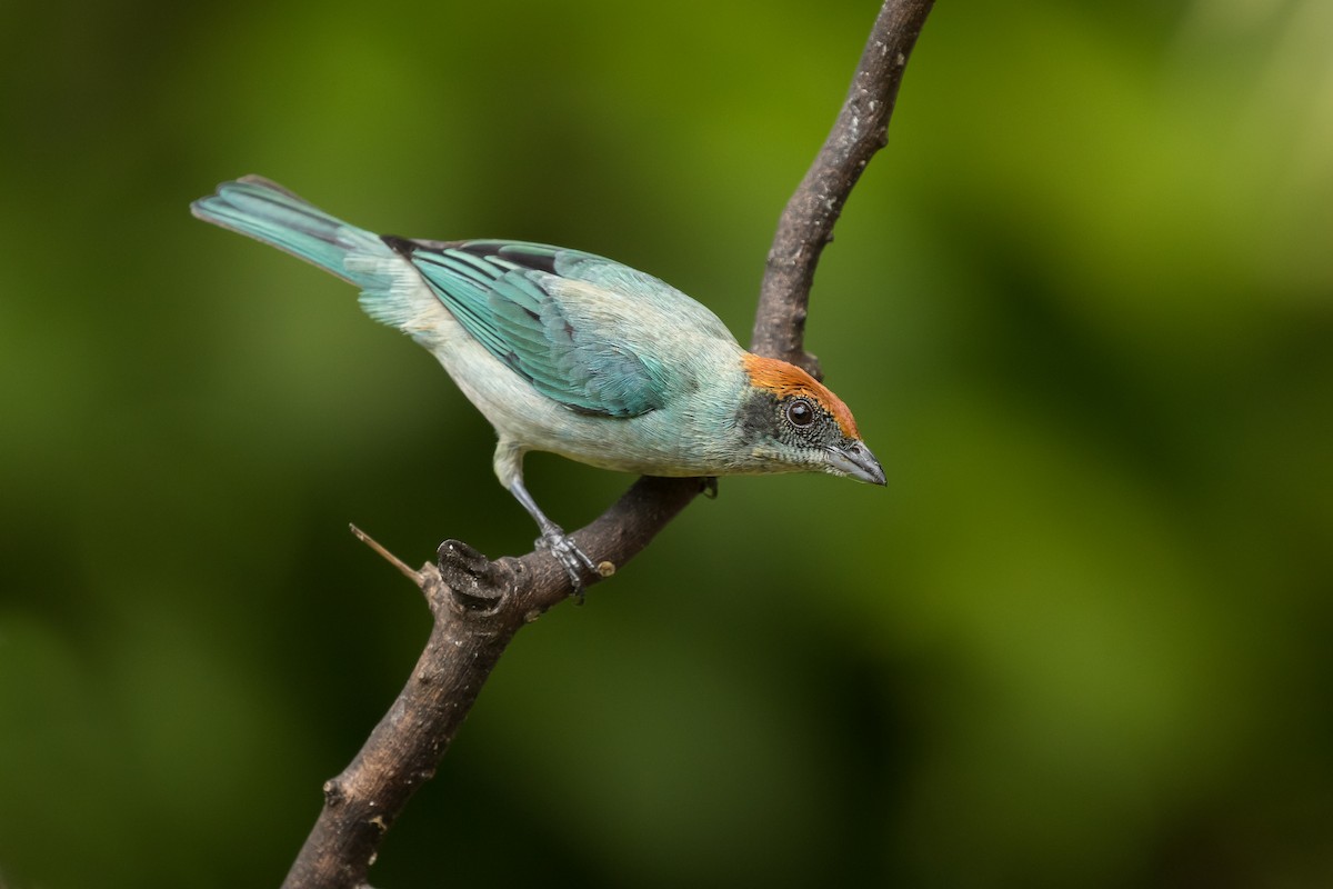 Scrub Tanager - ML112800191