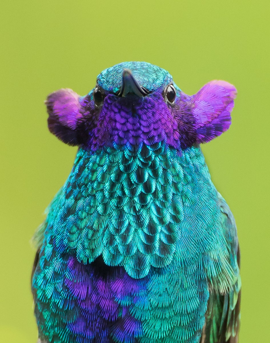 Sparkling Violetear - Dorian Anderson