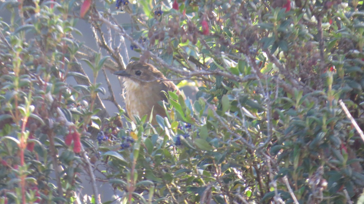 Tawny Antpitta - ML112803841