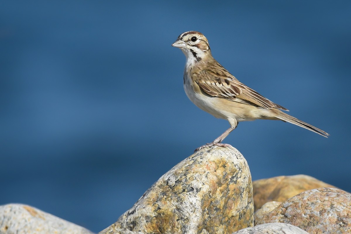 Lark Sparrow - ML112804721