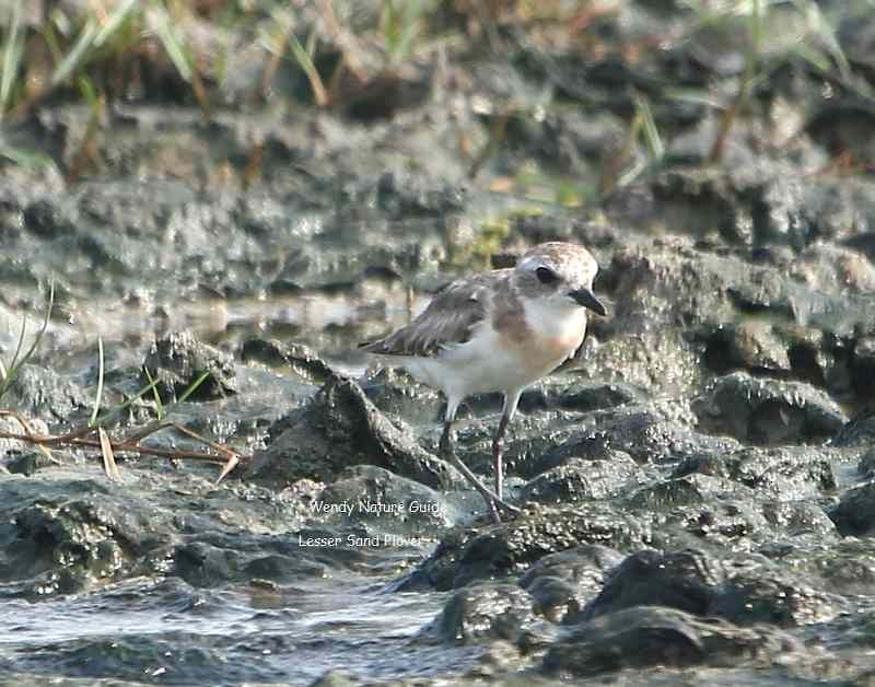 Tibetan Sand-Plover - ML112805291