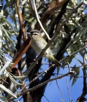 Red-eyed Vireo - ML112805431