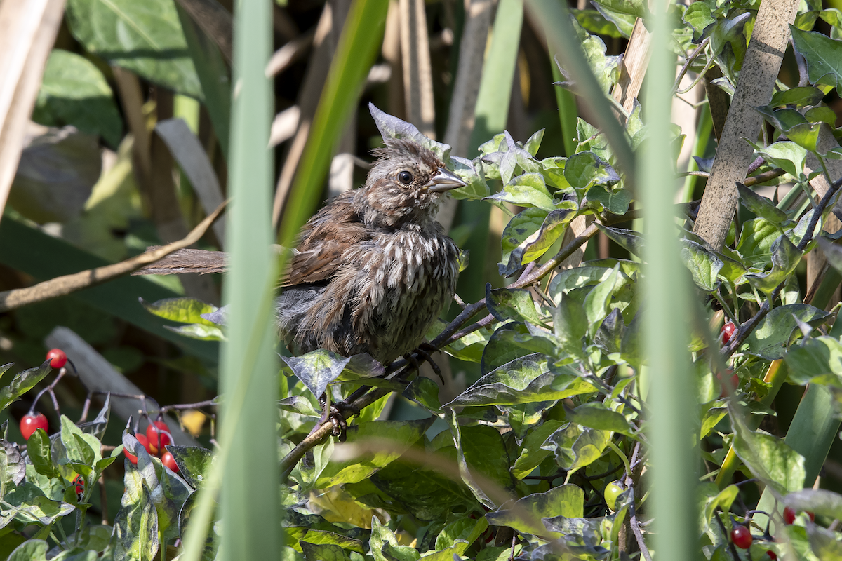 Song Sparrow - ML112806051