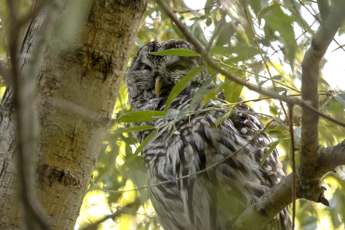 Barred Owl - David Badke