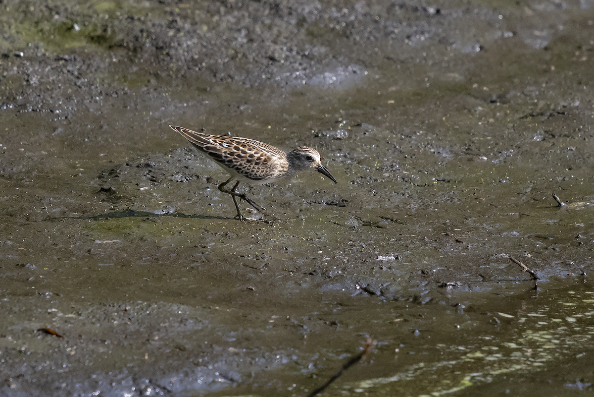 Least Sandpiper - ML112806491