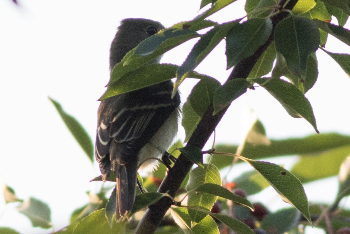 Willow Flycatcher - ML112807381