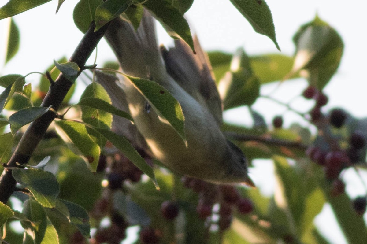 Willow Flycatcher - ML112807391