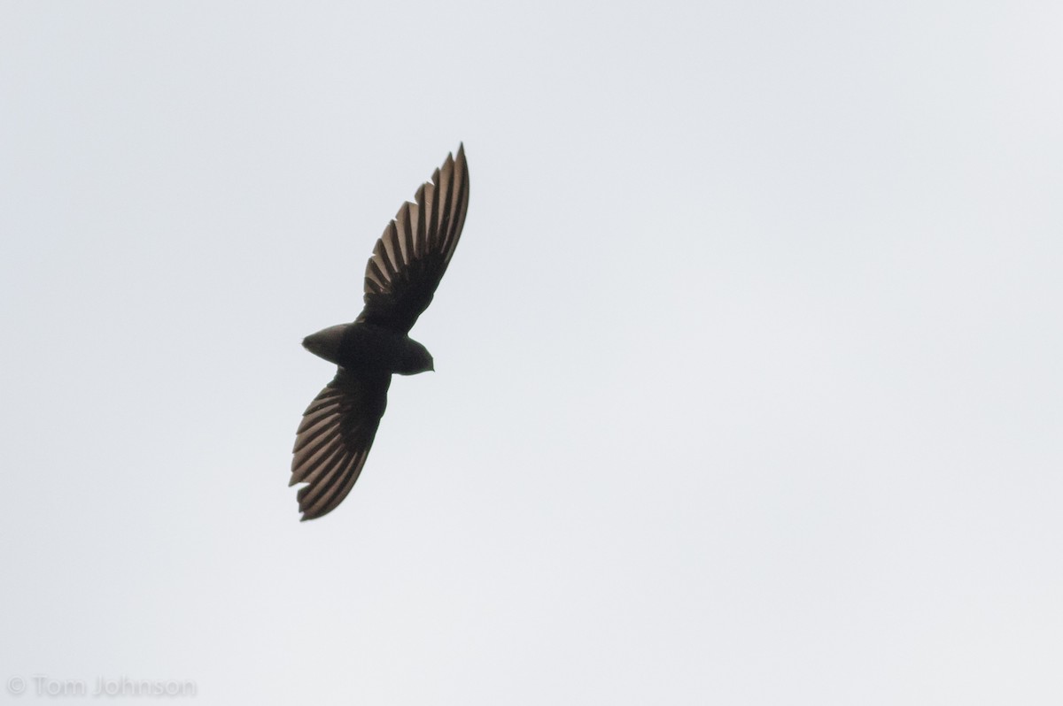 Short-tailed Swift - Tom Johnson