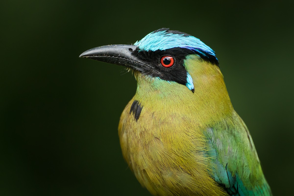 Motmot d'Équateur - ML112808781