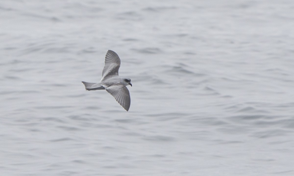 Fork-tailed Storm-Petrel - ML112808991
