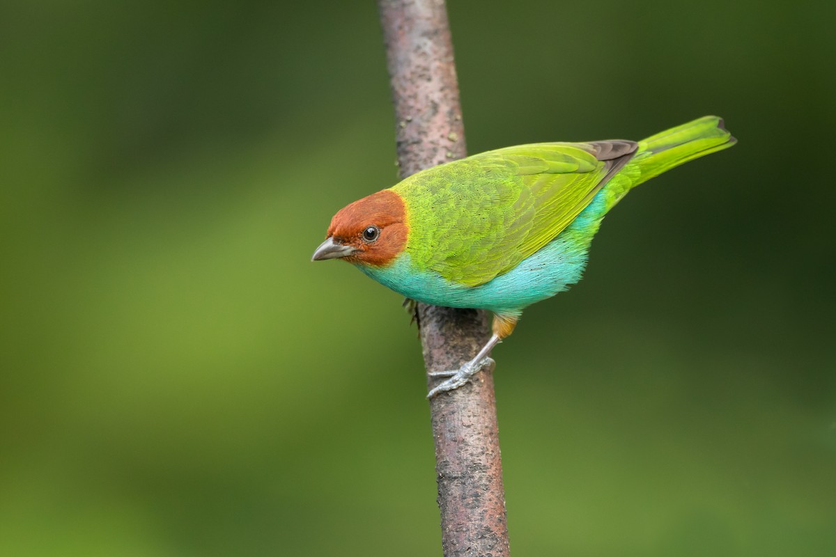 Bay-headed Tanager - Dorian Anderson