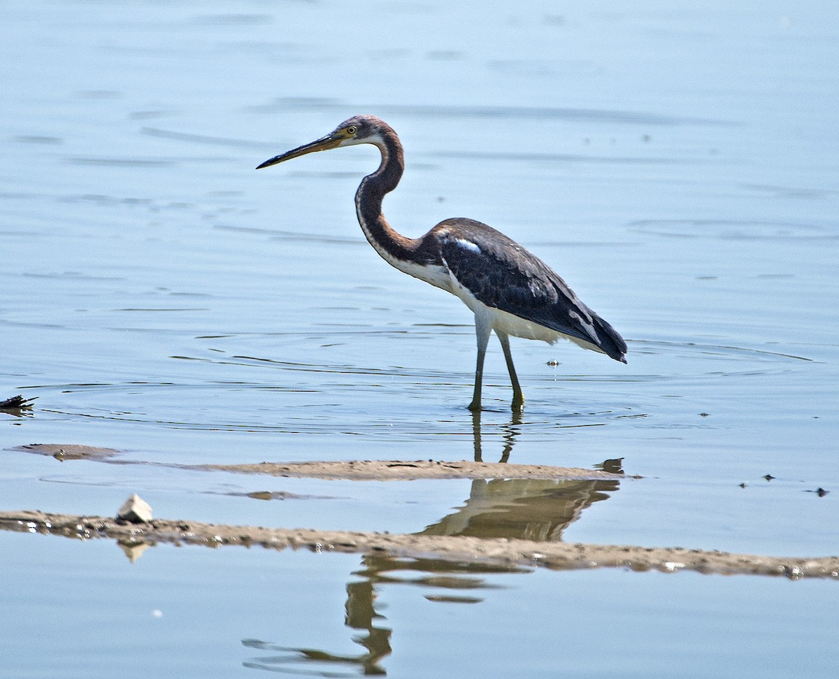 Tricolored Heron - ML112809271