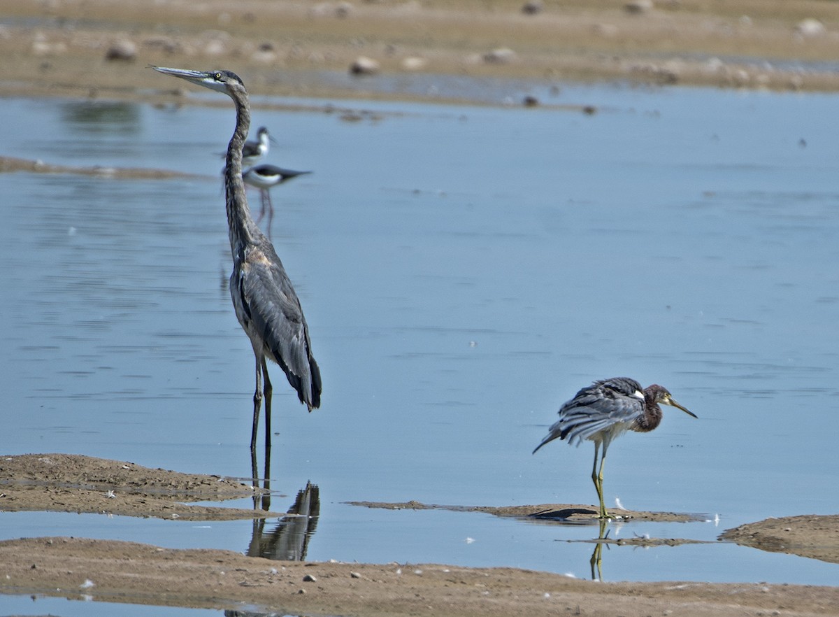 Tricolored Heron - ML112809291