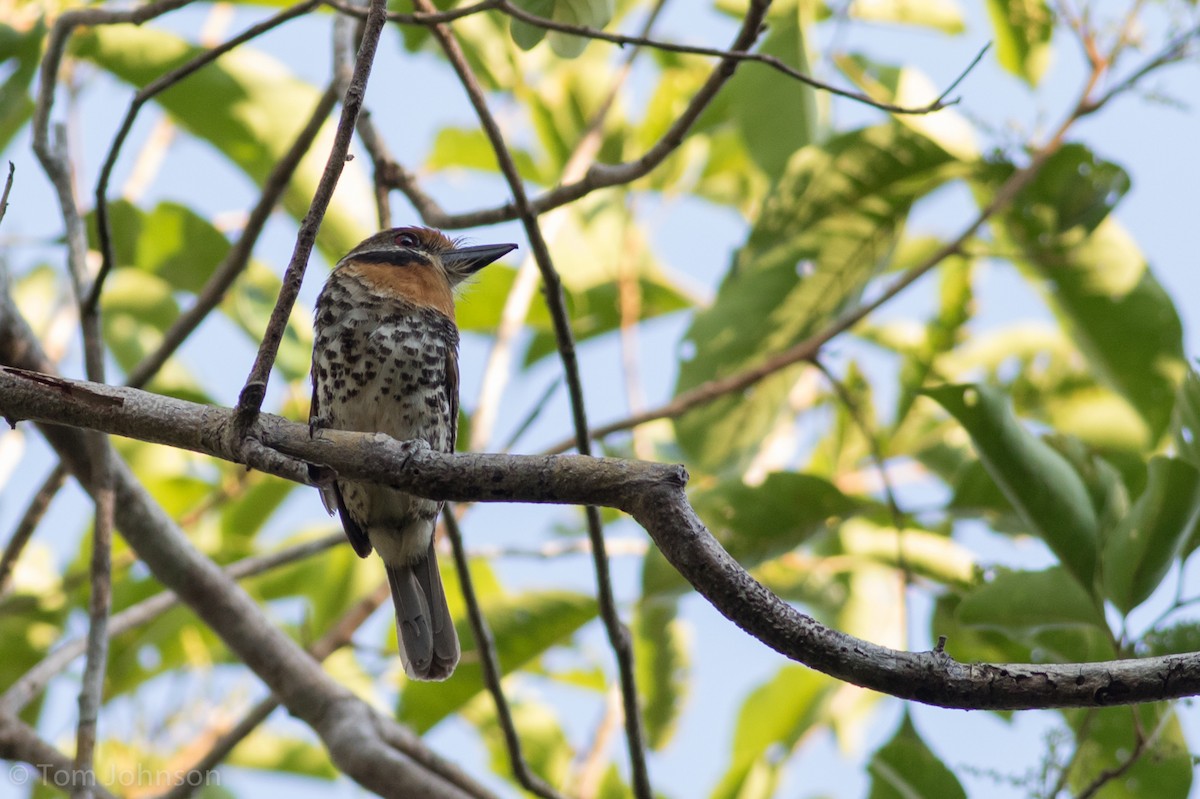 Spotted Puffbird - ML112809731