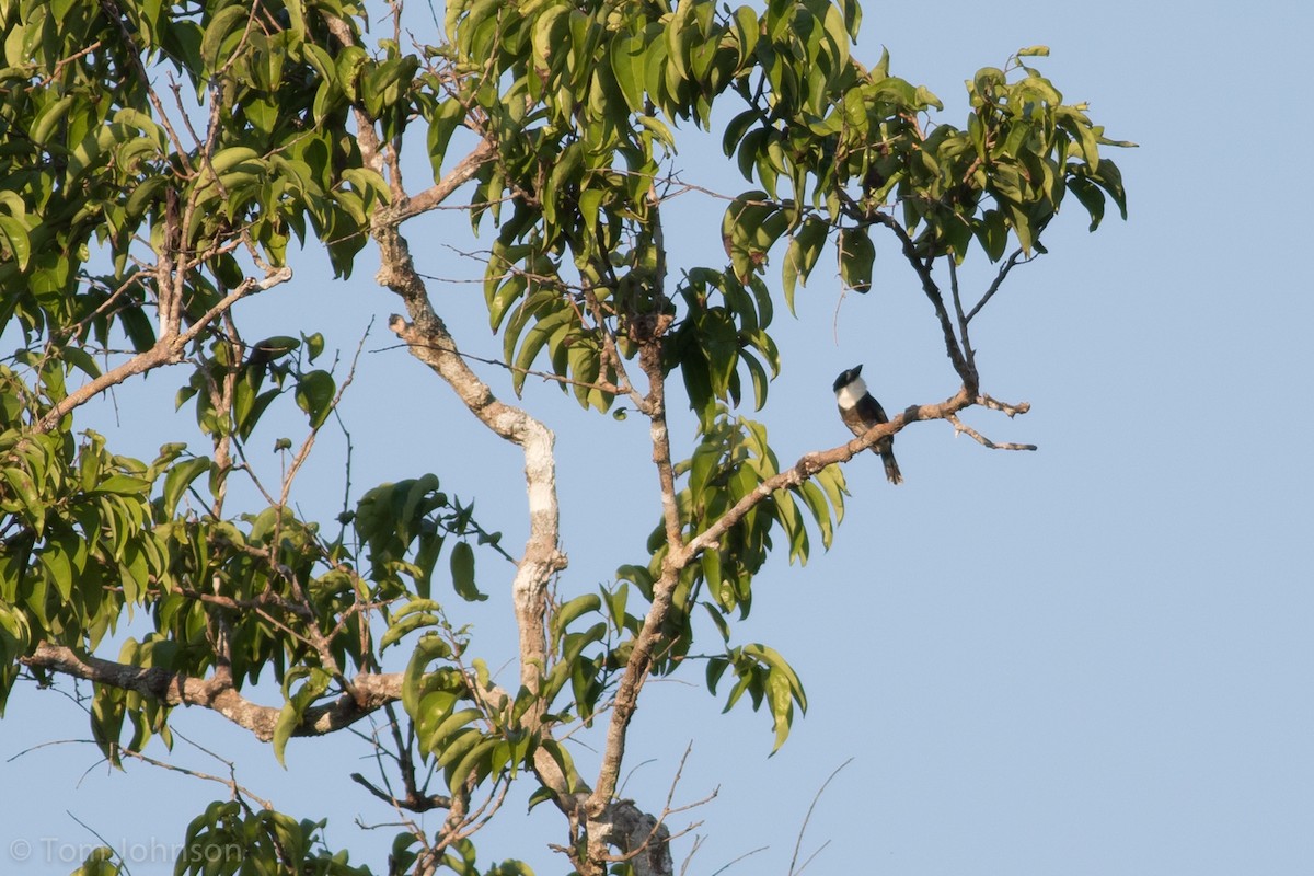 Brown-banded Puffbird - ML112809981