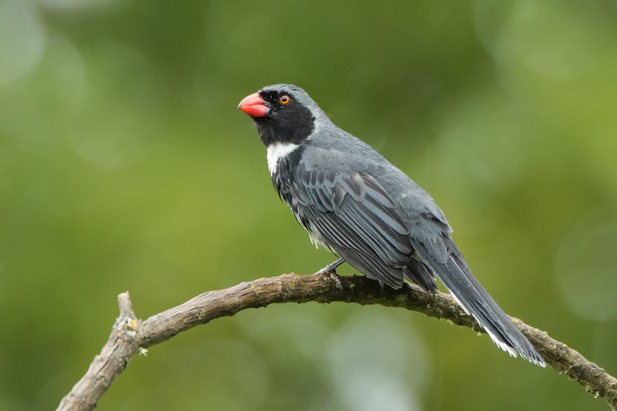 Masked Saltator - Dorian Anderson