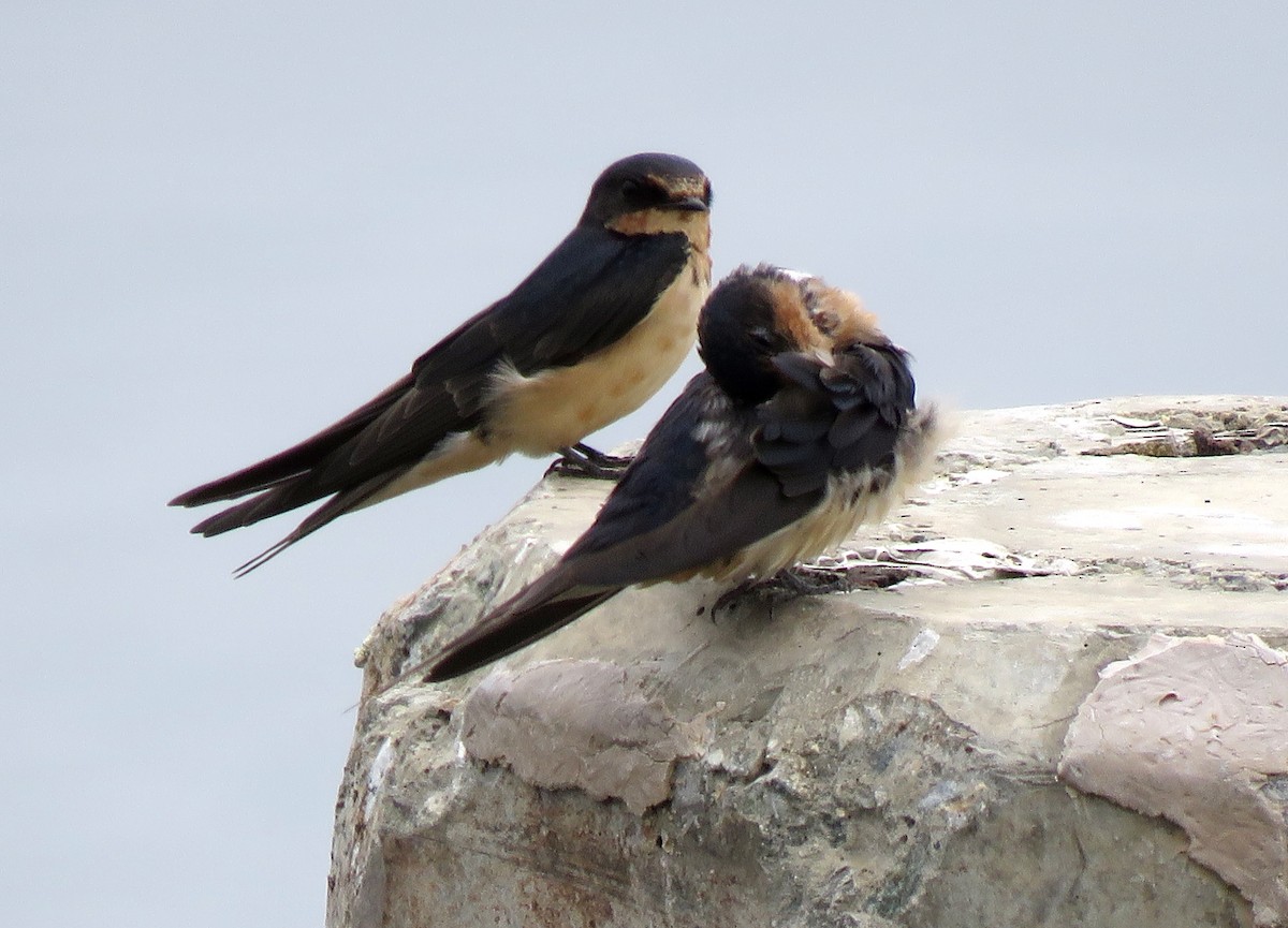 Barn Swallow (American) - ML112810981