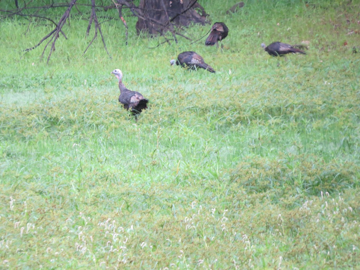 Wild Turkey - ML112811041