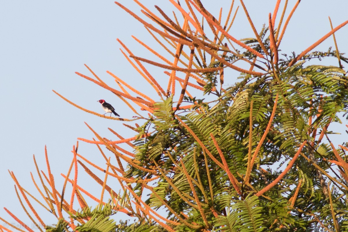 Red-capped Cardinal - ML112811051