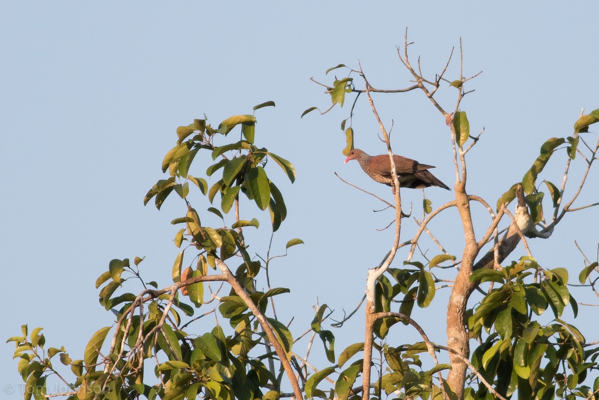 Scaled Pigeon - Tom Johnson