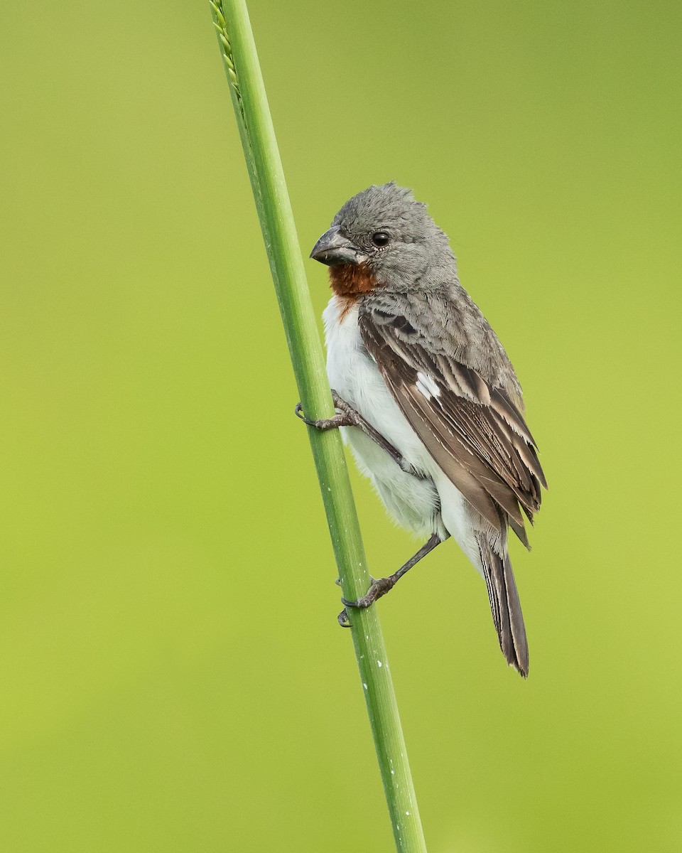 Chestnut-throated Seedeater - Dorian Anderson