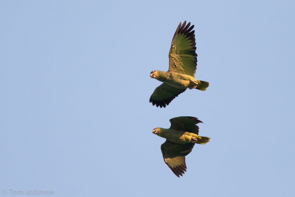 Orange-winged Parrot - ML112811911