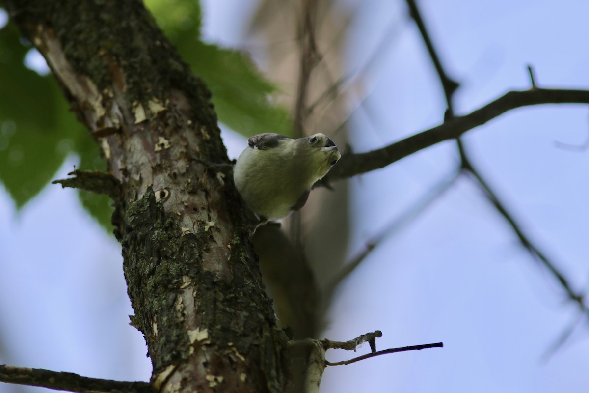 Sittelle à poitrine blanche (carolinensis) - ML112812331