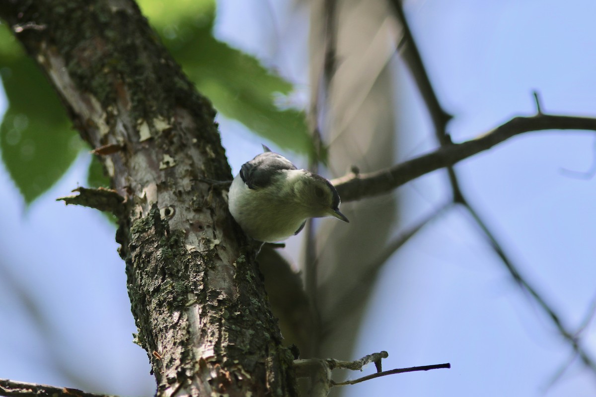 Sittelle à poitrine blanche (carolinensis) - ML112812341