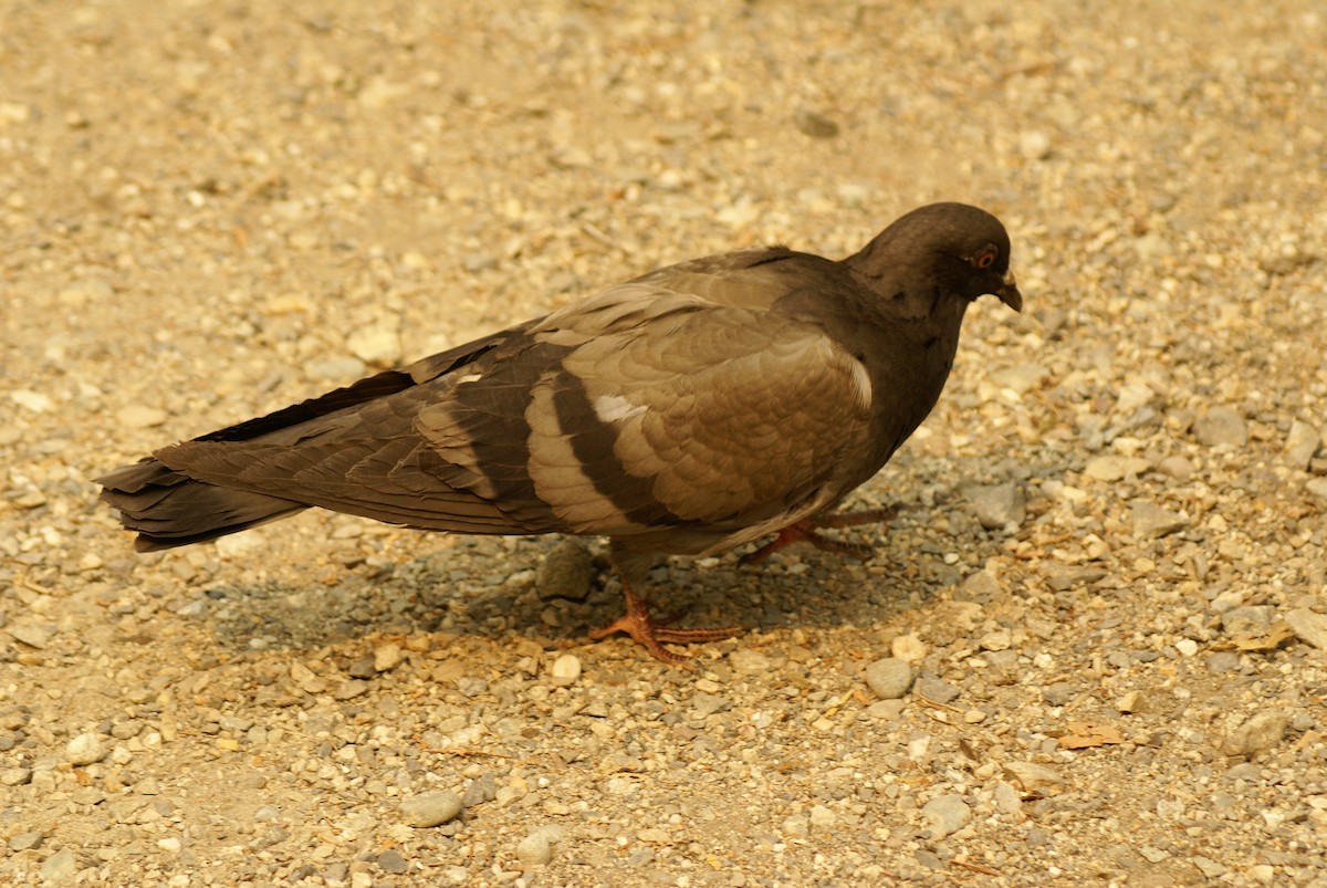 Rock Pigeon (Feral Pigeon) - ML112813151