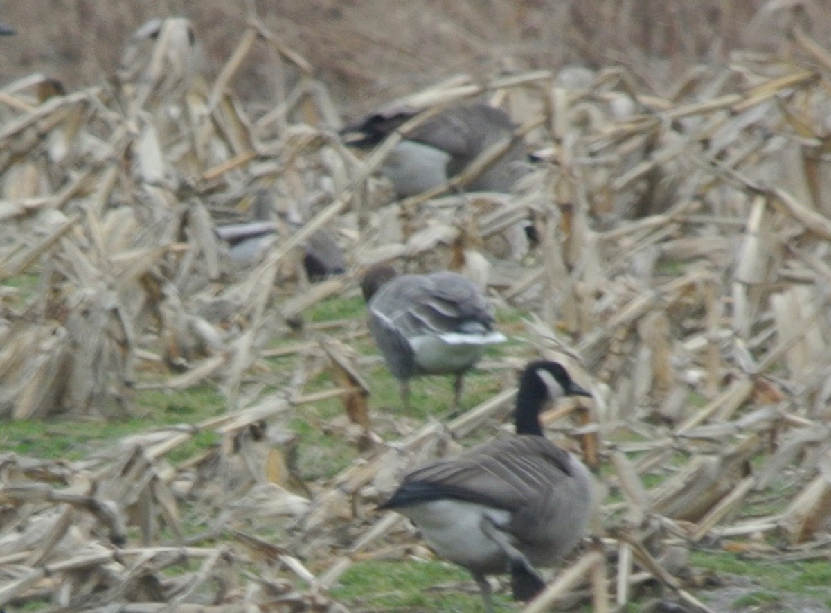 Pink-footed Goose - ML112813171