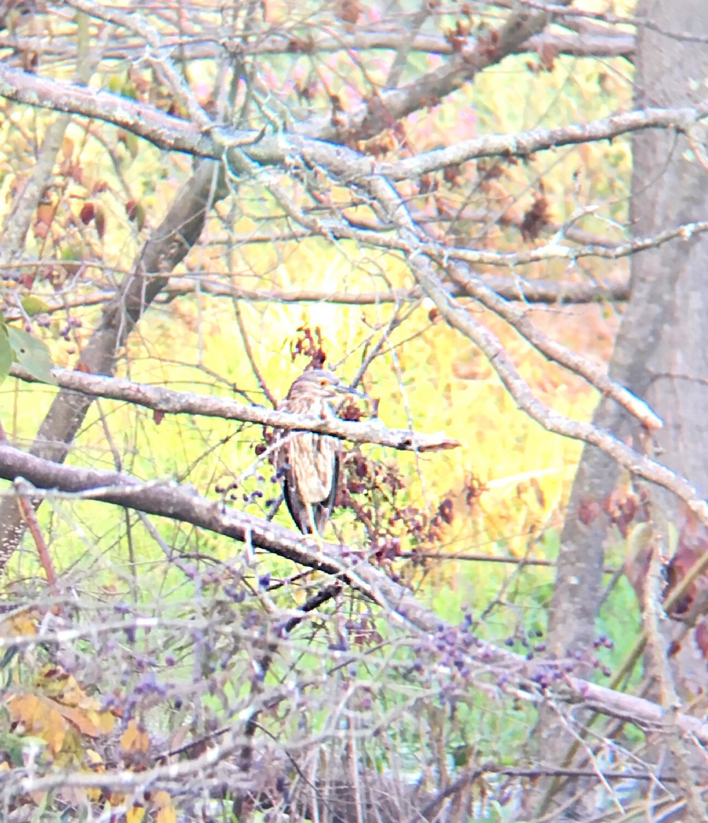 Black-crowned Night Heron - ML112814191