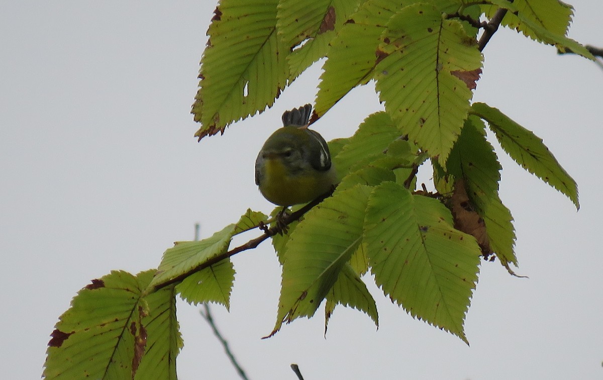 Northern Parula - ML112814221