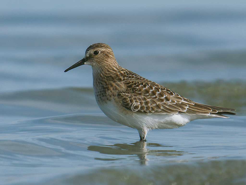 Baird's Sandpiper - ML112814261