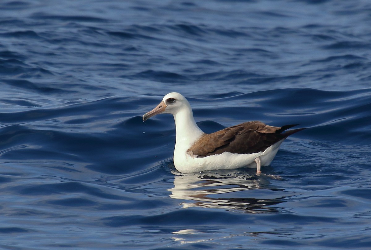 Laysan Albatross - ML112814511