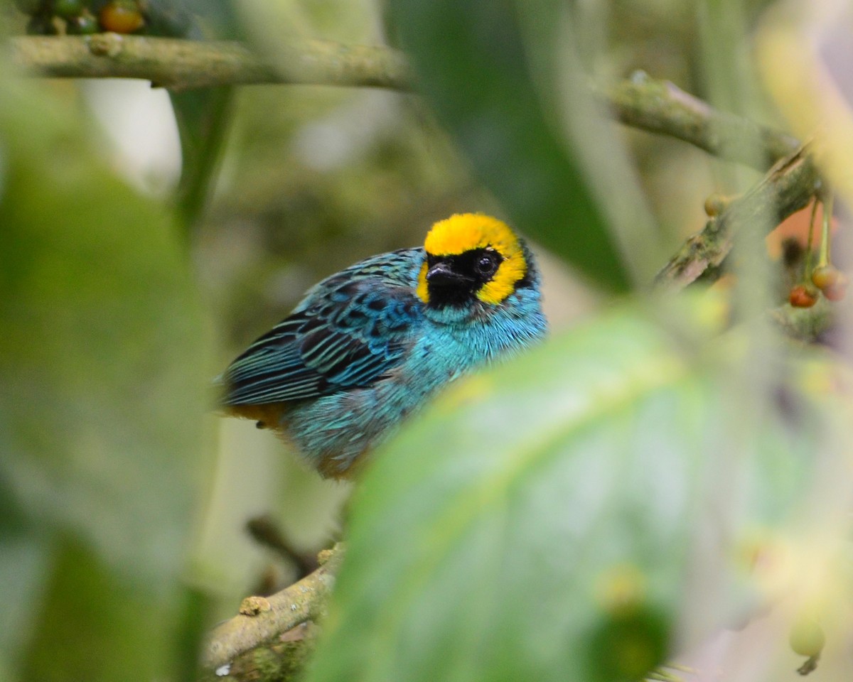 Saffron-crowned Tanager - ML112815751