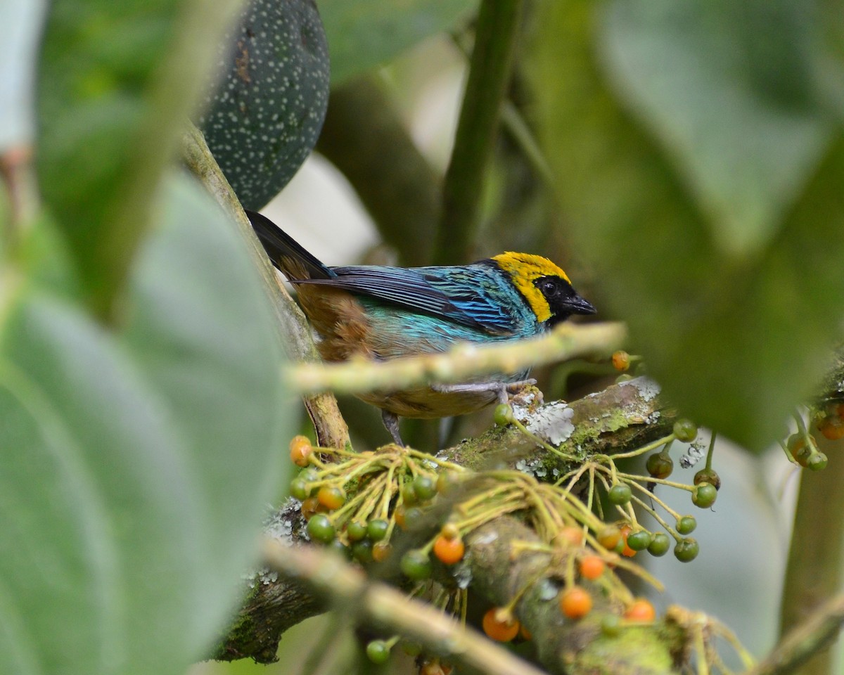 Saffron-crowned Tanager - ML112815891