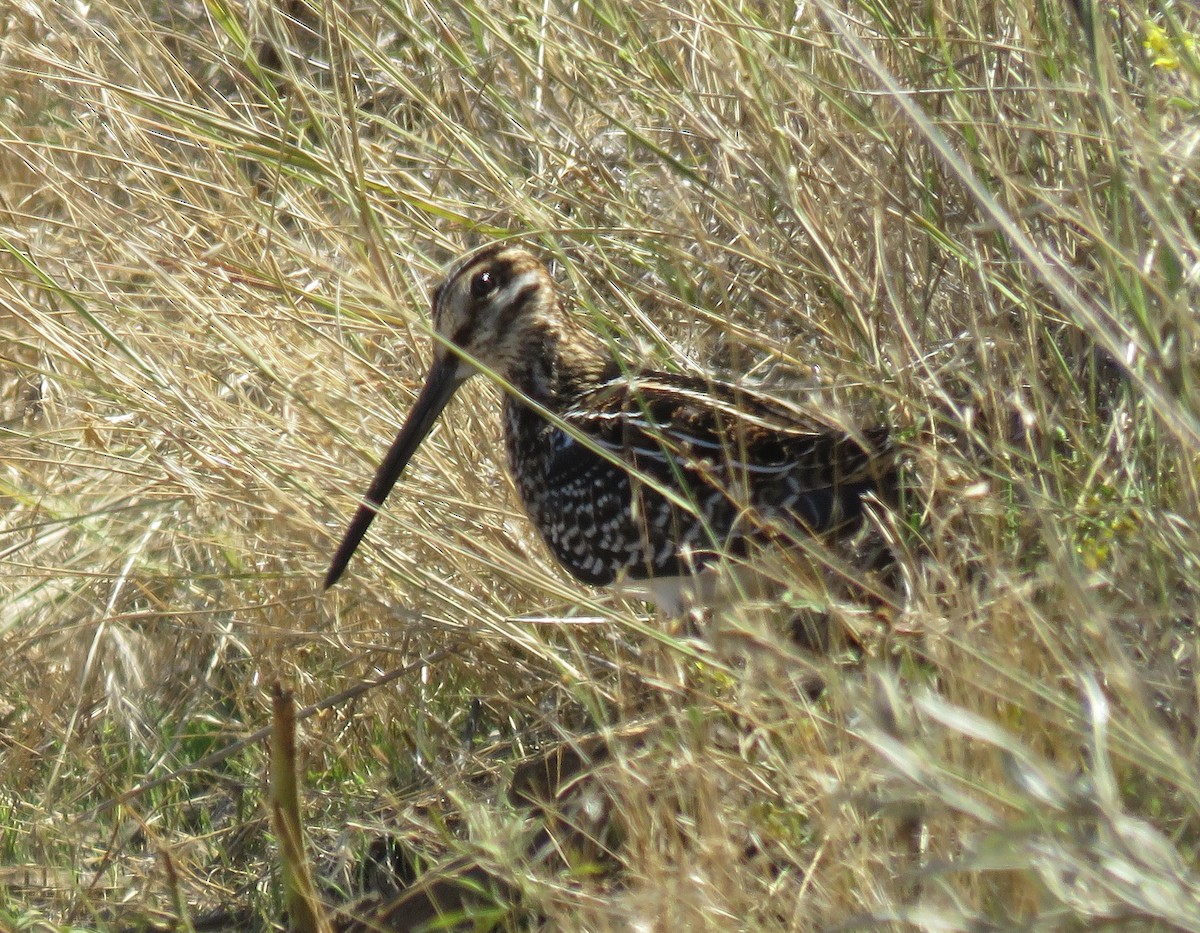 Wilson's Snipe - ML112816841