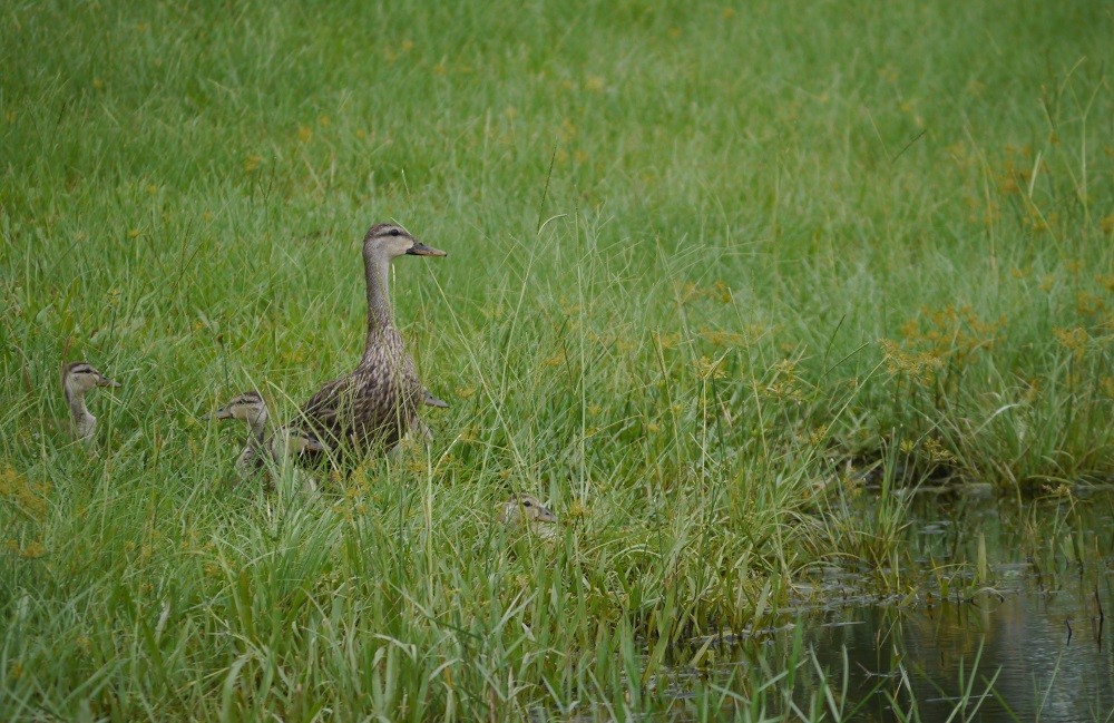 Mottled Duck - ML112819011
