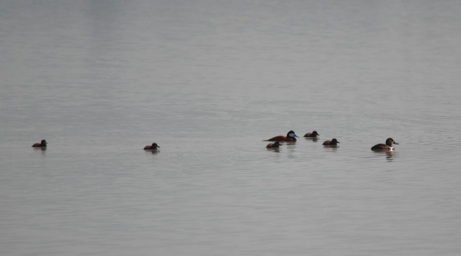 Ruddy Duck - ML112819481