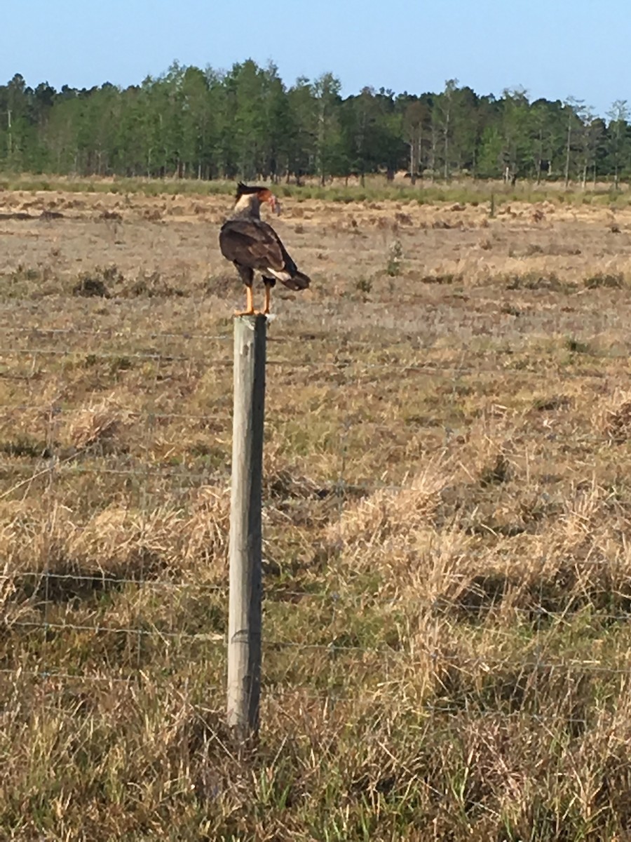 Crested Caracara (Northern) - ML112819891