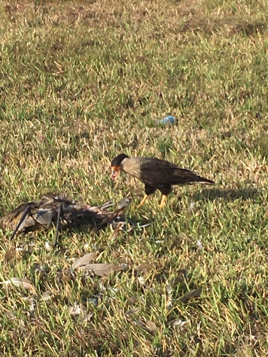 Crested Caracara (Northern) - ML112820081