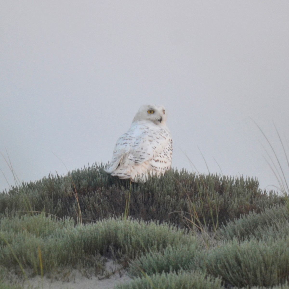 Snowy Owl - Valerie Bourdeau