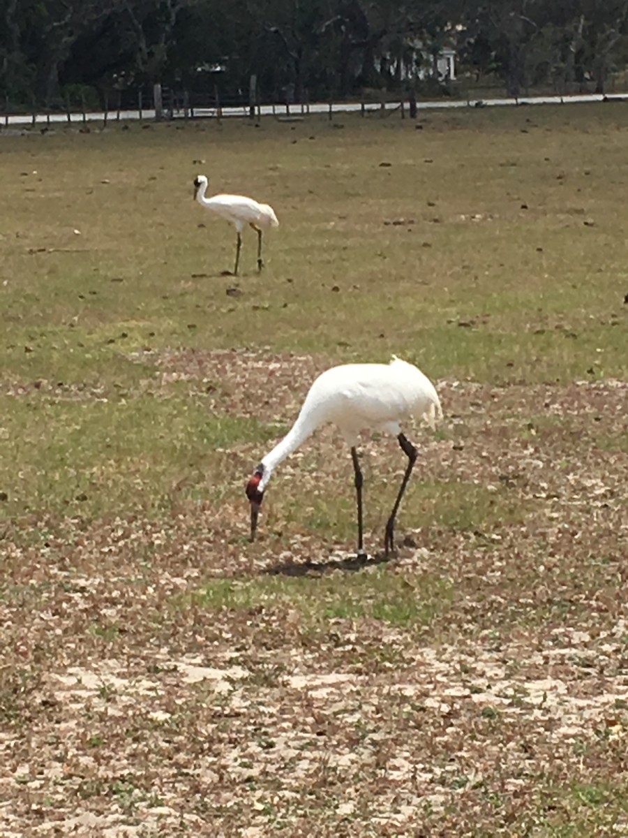 Whooping Crane - ML112820871