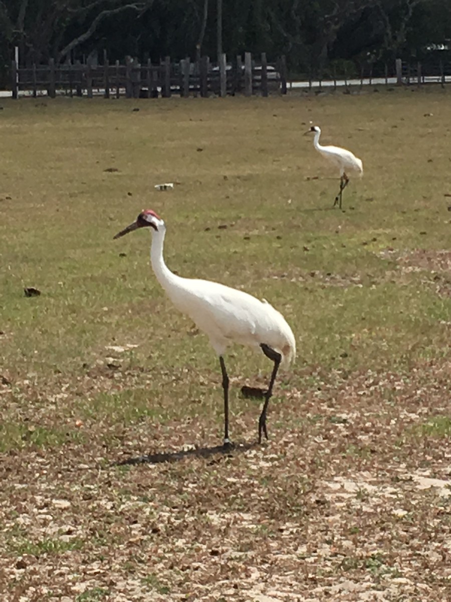 Whooping Crane - ML112821051