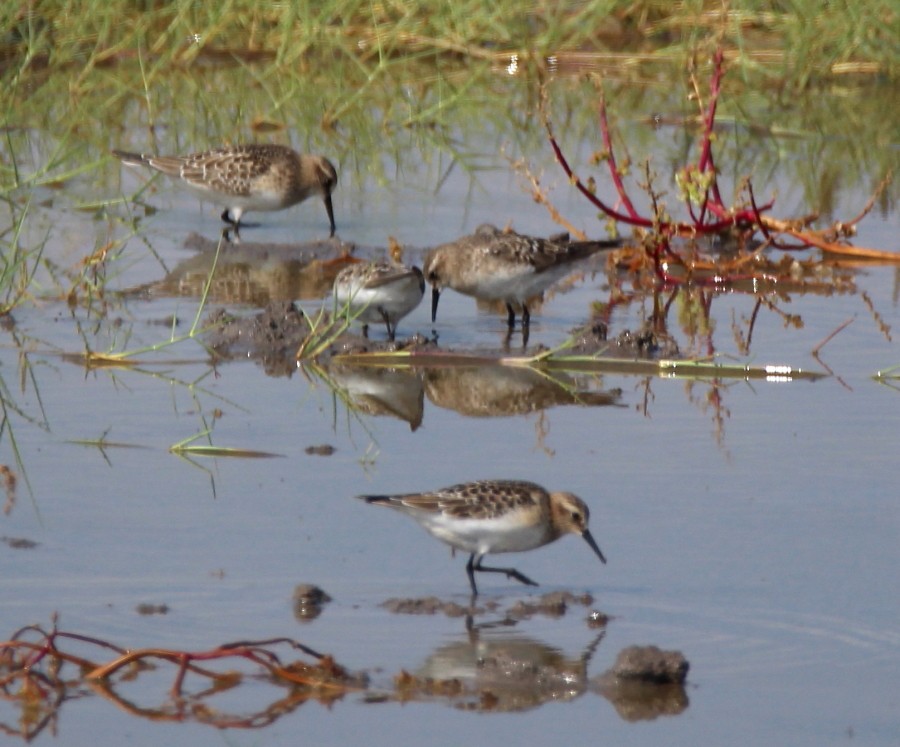 Baird's Sandpiper - ML112821101