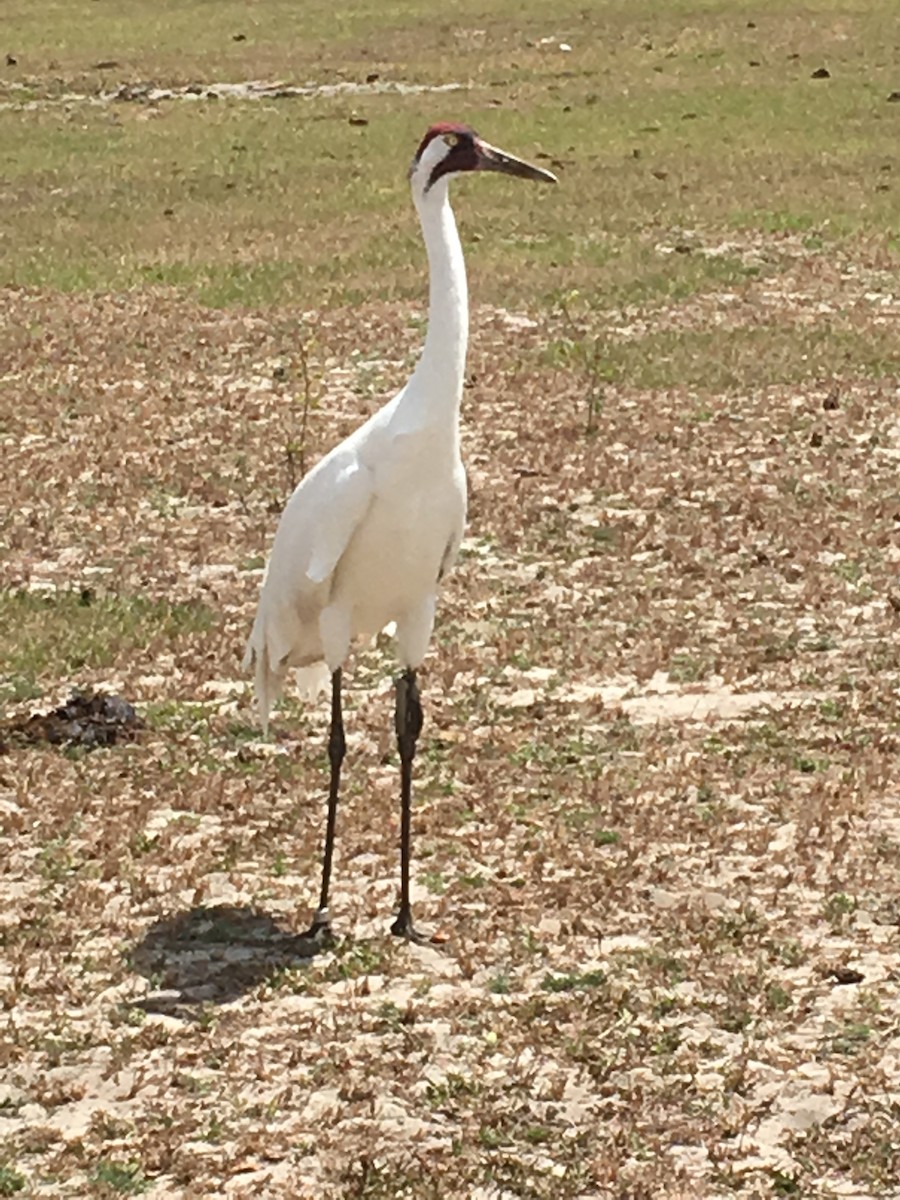 Whooping Crane - ML112821181