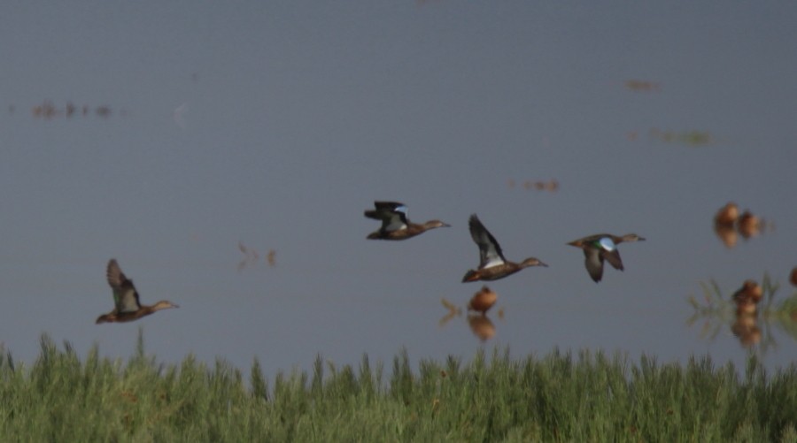 Blue-winged Teal - ML112821721