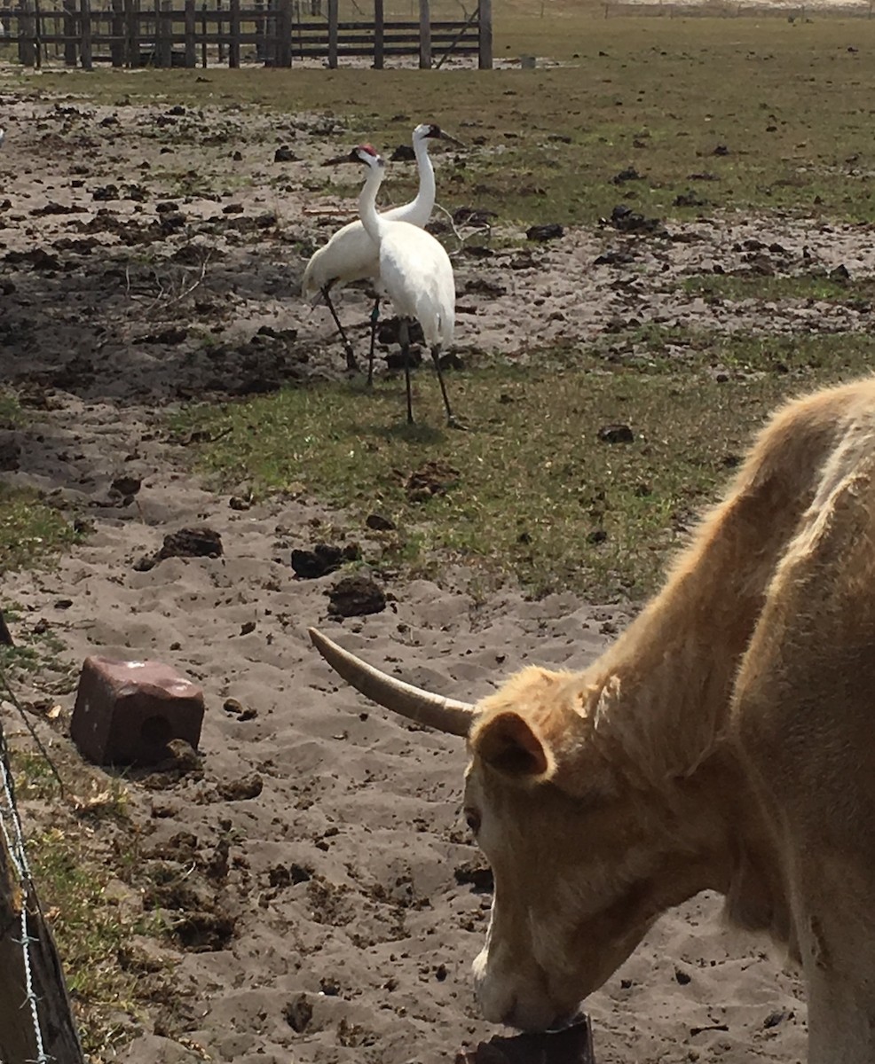 Whooping Crane - ML112821801